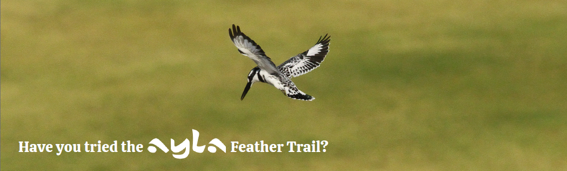feather-trail feather-trail